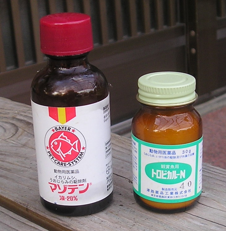 ワキンとコメット愛好会