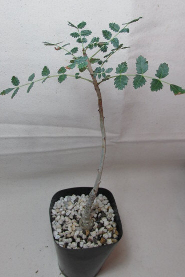 ボスウェリア・ディオスコリディス　Boswellia dioscoridis
