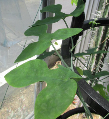アデニア・エキロッサ Adenia ecirrosa