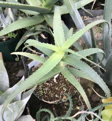 Aloe acutissima var. isaloana