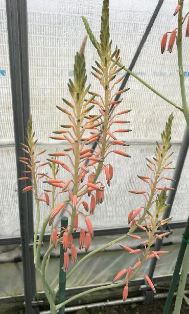 Aloe ibitiensis