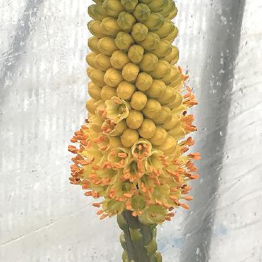 Aloe betsileensis