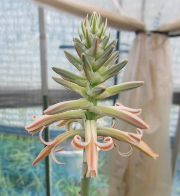 Aloe compressa var. schistophila