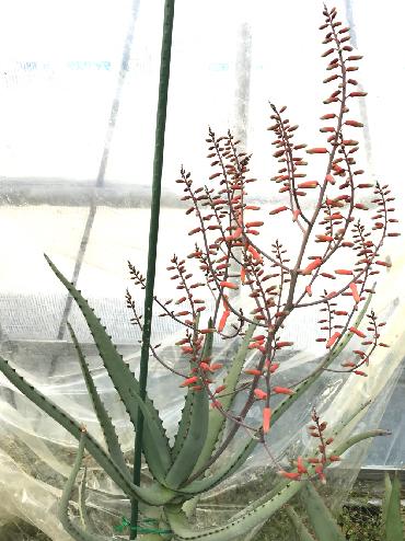 Aloe divaricata