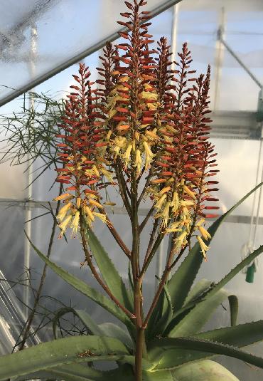 Aloe helenae × divaricata