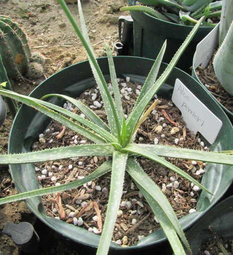 Aloe perrieri