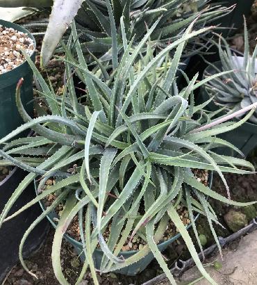Aloe pseudoparvula
