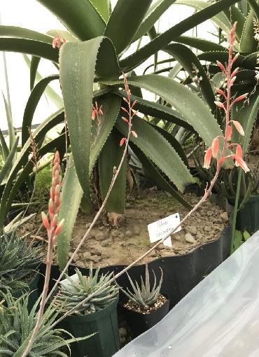 Aloe pseudoparvula