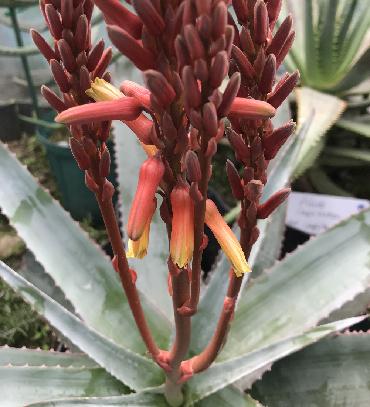 Aloe roeoeslii