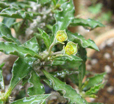 Euphorbia capsaintemariensis