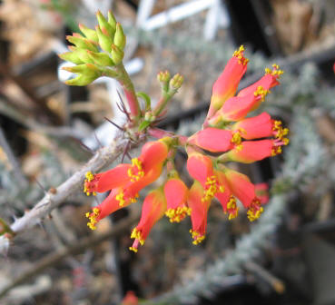 Euphorbia pedilanthoides