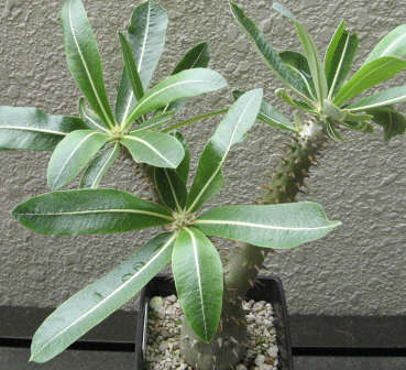 Pachypodium horombense × densiflorum