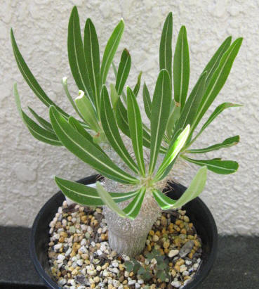 Pachypodium rosulatum var. inopinatum