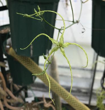 Trochomeriopsis diversifolia