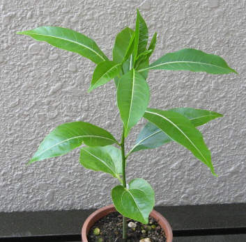 Adansonia madagascariensis