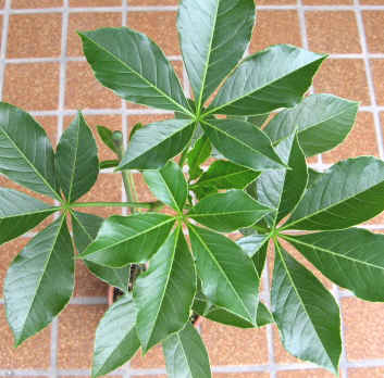 Adansonia gibbosa