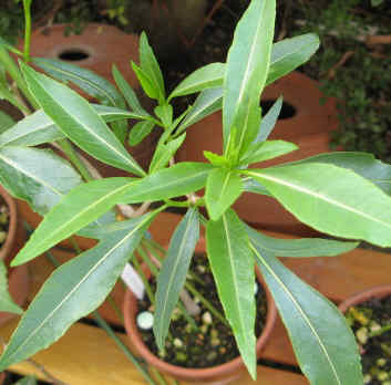 Adansonia rubrostipa
