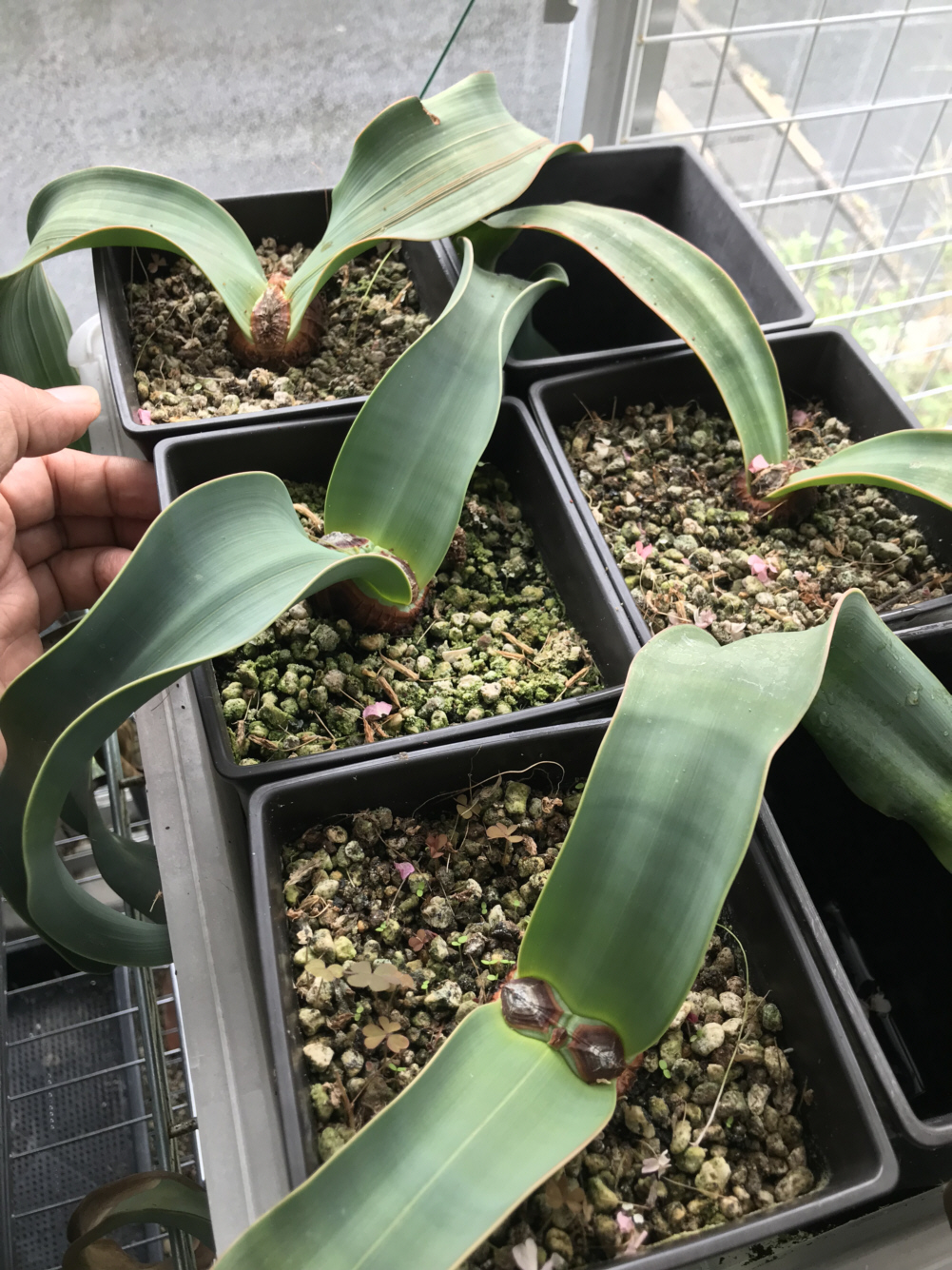 お気に入り】 奇想天外 Mirabilis Welwitschia - 植物/観葉植物 - hlt.no